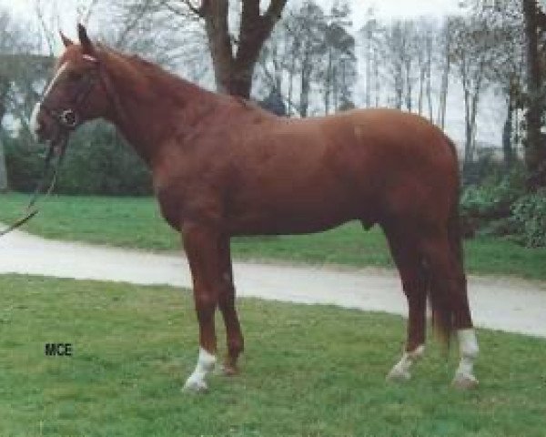 stallion Thibo (Selle Français, 1985, from Count Ivor xx)