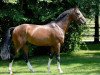 stallion Oscar des Fontaines (Selle Français, 2002, from Lando)