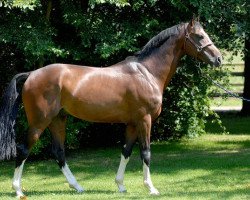 stallion Oscar des Fontaines (Selle Français, 2002, from Lando)