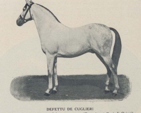 Pferd Defetto de Cuglieri (Sardisches Pferd, 1919, von Abbajam Scharrak)