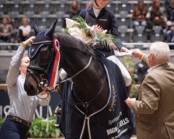 jumper Cocu Sb Z (Zangersheide riding horse, 2006, from Casino)