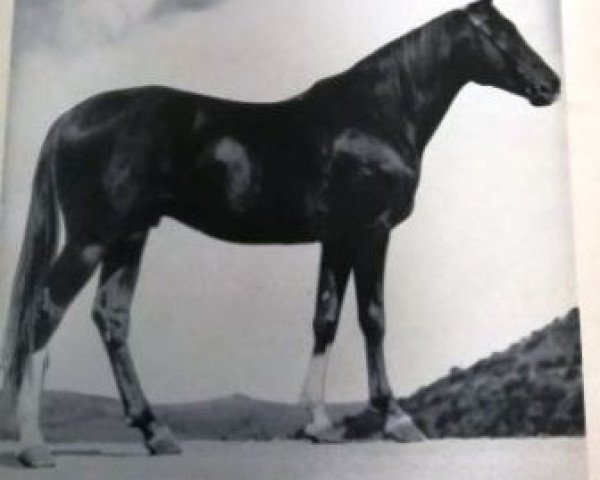 stallion Melandrio de Tanca Regia ox (Arabian thoroughbred, 1925, from Hedergy ox)