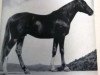 stallion Melandrio de Tanca Regia ox (Arabian thoroughbred, 1925, from Hedergy ox)