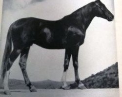 stallion Melandrio de Tanca Regia ox (Arabian thoroughbred, 1925, from Hedergy ox)