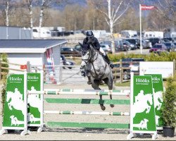 jumper Lcc Moneypenny (Irish Sport Horse, 2013, from Ars Vivendi)