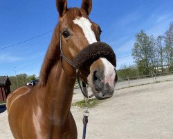 Springpferd Es Zinderella (Norwegisches Warmblut, 2014)