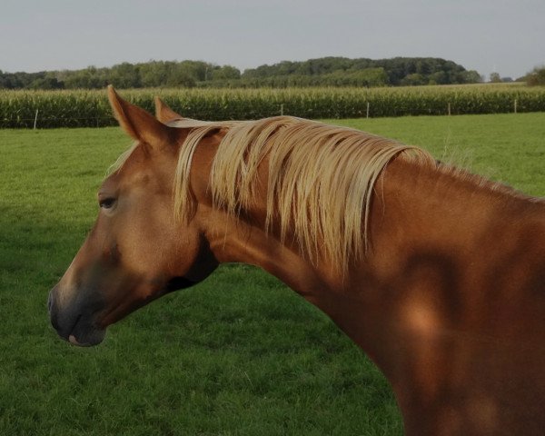 dressage horse Golden Rose LK (German Riding Pony, 2022, from Genesis BL)