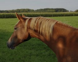 dressage horse Golden Rose LK (German Riding Pony, 2022, from Genesis BL)