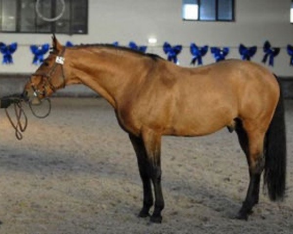 stallion Favoritas ESH (Lithuanians Warmblood, 1991, from Hamanas)