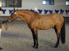 stallion Favoritas ESH (Lithuanians Warmblood, 1991, from Hamanas)