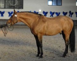 stallion Favoritas ESH (Lithuanians Warmblood, 1991, from Hamanas)