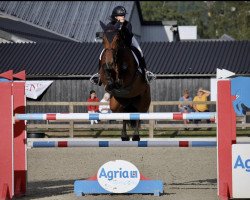 jumper Firework vd Kalevallei (Belgium Sporthorse, 2011, from Nonstop)