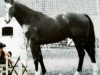 stallion Kachou AA (Anglo-Arabs, 1976, from Nikou AA)
