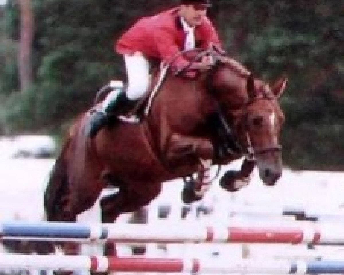 Pferd Cartier d'Or (Selle Français, 1990, von J'T'Adore)