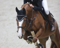 jumper Galinda Von Bueren CH (Swiss Warmblood, 2013, from Looping T CH)