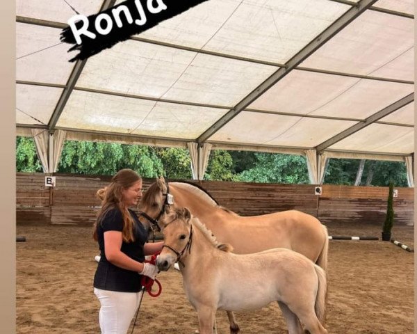 horse Ronja (Fjord Horse, 2023, from Gerben)