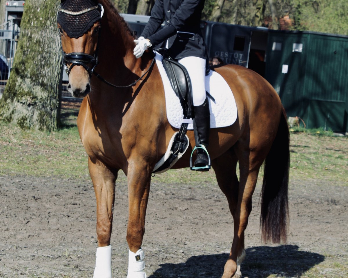 dressage horse Don Darius 8 (Hanoverian, 2019, from Don Martillo)