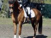 dressage horse Don Darius 8 (Hanoverian, 2019, from Don Martillo)