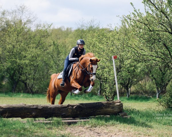 Springpferd Zappas Lottchen (unbekannt, 2017)