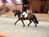 broodmare Müselers Mary Lou (New Forest Pony, 2013, from Sir Durk)