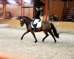 broodmare Müselers Mary Lou (New Forest Pony, 2013, from Sir Durk)