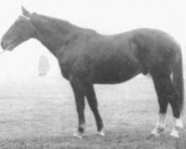 stallion Florissant (Selle Français, 1971, from Uriel)