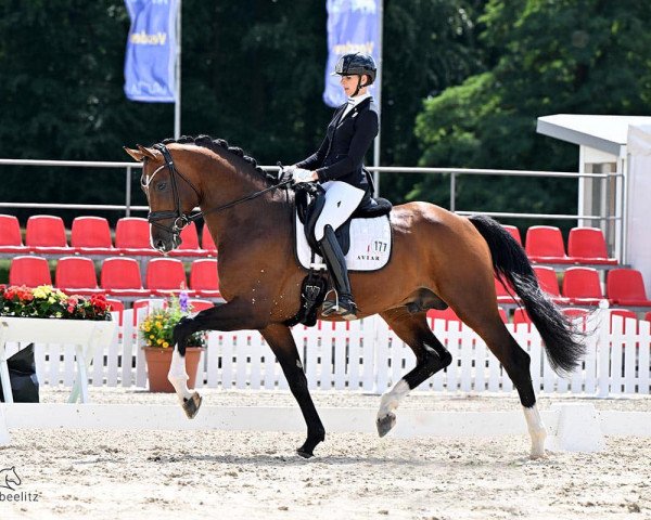 dressage horse Faccinello (Hanoverian, 2019, from Fuechtels Floriscount OLD)