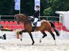 dressage horse Faccinello (Hanoverian, 2019, from Fuechtels Floriscount OLD)