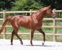 stallion Mozart de Beny (Selle Français, 2000, from Timorrak des Isles)