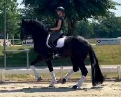 dressage horse Flying Scotchman (Hanoverian, 2014, from Fürst Romancier)