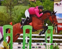 jumper Falco van de Schaijk (KWPN (Royal Dutch Sporthorse), 2017, from Fly)