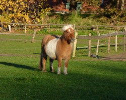 Pferd Daisy von der Geest (Shetland Pony, 2011, von Duc van de Pony Hoeve)