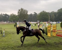 jumper Casimir 195 (Hanoverian, 2014, from Cinsey)