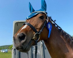 broodmare Queen Dynasty CWST (Hanoverian, 2008, from Quando-Quando)