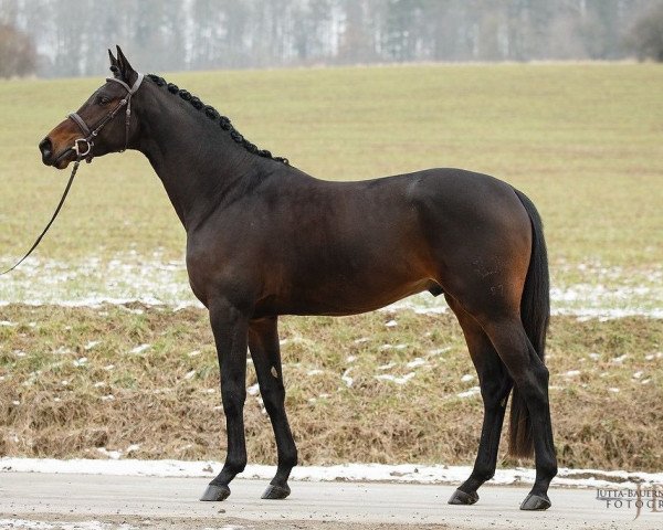 stallion Janov (Trakehner, 2014, from Heuberger TSF)