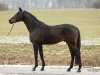 stallion Janov (Trakehner, 2014, from Heuberger TSF)