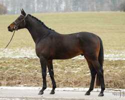 stallion Janov (Trakehner, 2014, from Heuberger TSF)