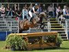 stallion Königssee (Trakehner, 2010, from Interconti)