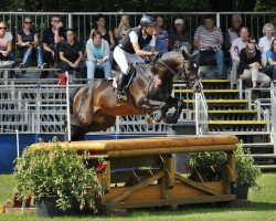 stallion Königssee (Trakehner, 2010, from Interconti)