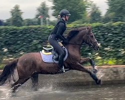 dressage horse Vienna (German Riding Pony, 2017, from Vincent)