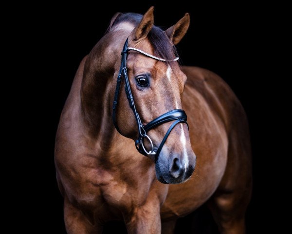 stallion Borsalino (Westphalian, 2012, from Boston)