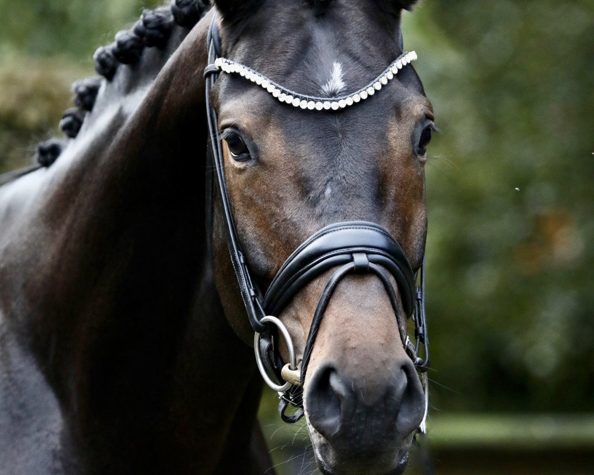Deckhengst Dameron (Trakehner, 2018, von Helium)