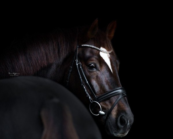 stallion Quantensprung 3 (Hanoverian, 2010, from Quando-Quando)