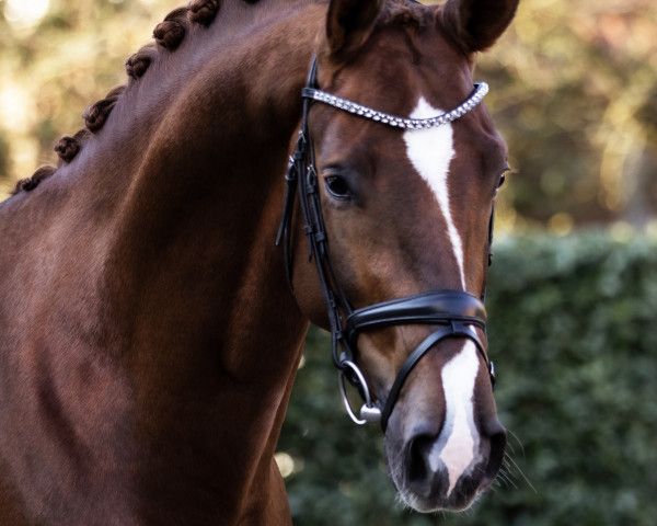 stallion Take That 8 (Hanoverian, 2019, from Totilas)