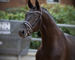 stallion Kwahu (Trakehner, 2016, from E.H. Millennium)