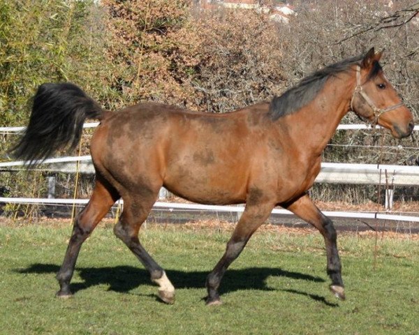 stallion Blue Pearl du Lagon (Selle Français, 2011, from Mozart de Beny)