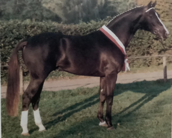 stallion Richthofen (Rhinelander, 1988, from Rheingold)