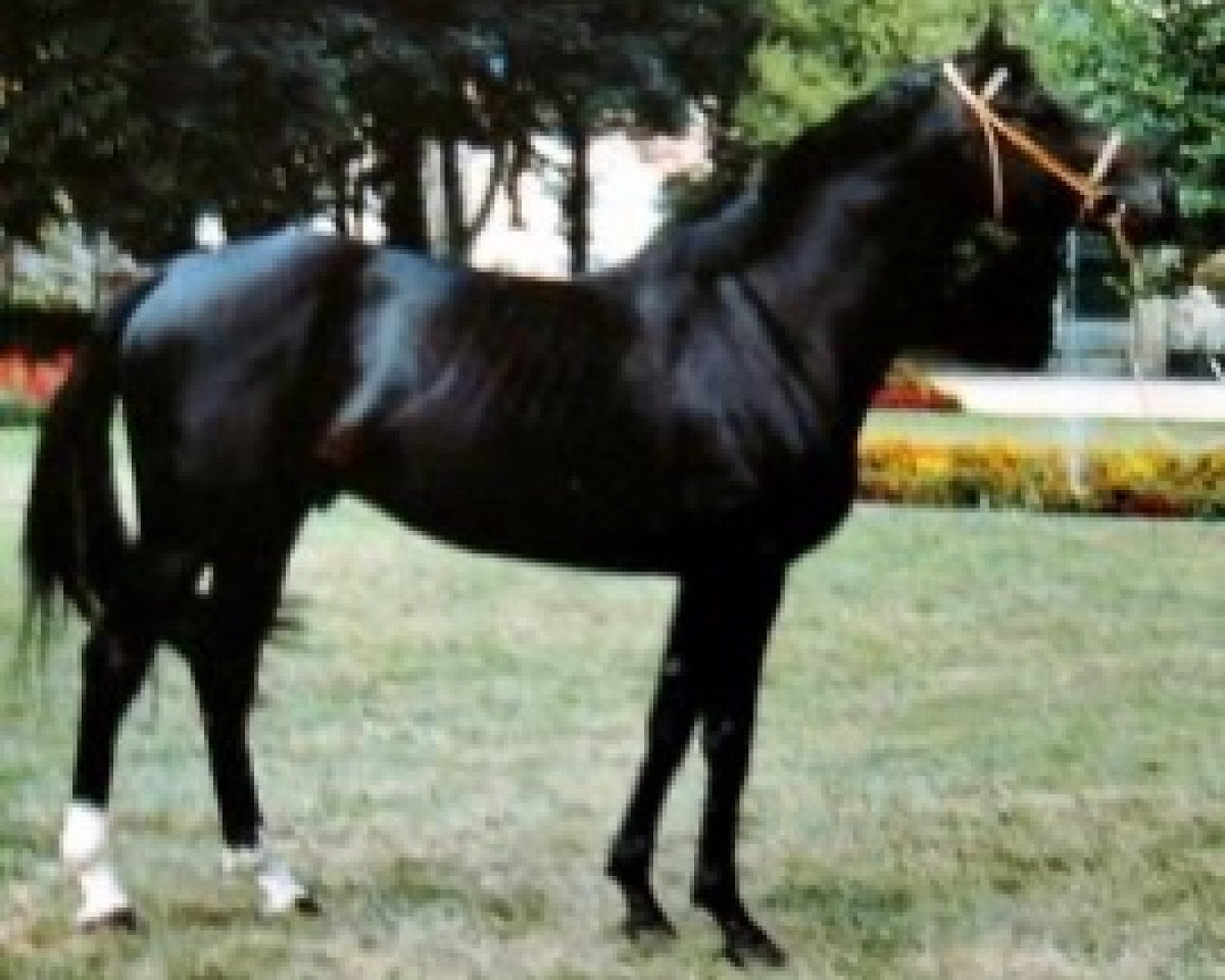 stallion Ugo de Neuville (Selle Français, 1986, from Count Ivor xx)