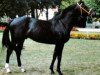 stallion Ugo de Neuville (Selle Français, 1986, from Count Ivor xx)