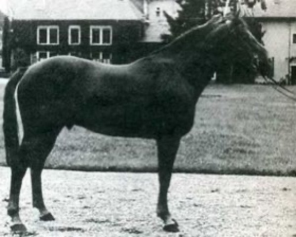 stallion Roi du Tilleul (Selle Français, 1961, from Rantzau xx)